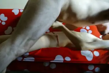 Live ABG Jakarta Bispak Hotel Bintang Lima Terekam Skandal Viral 2026